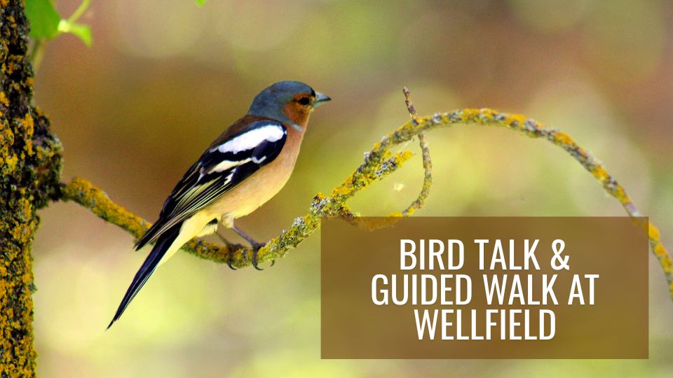Bird Talk & Guided Walk at Wellfield