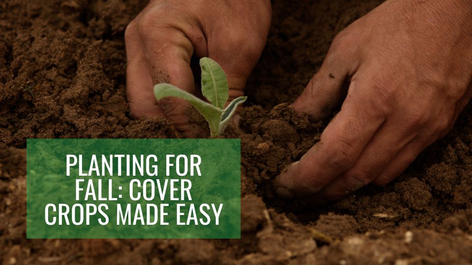 Planting for Fall: Cover Crops Made Easy