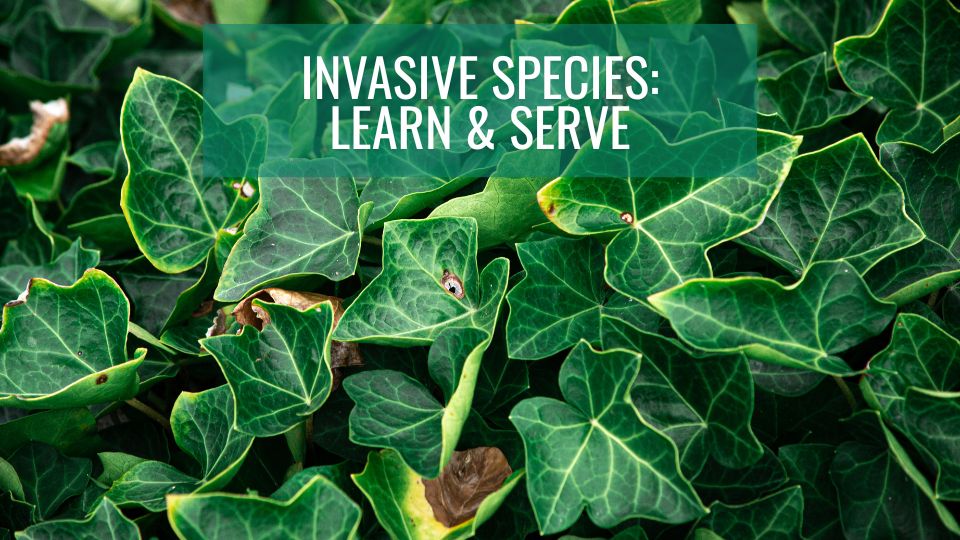 Invasive Species: Learn & Serve