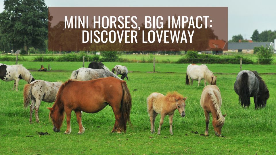 Mini Horses, Big Impact: Discover LoveWay