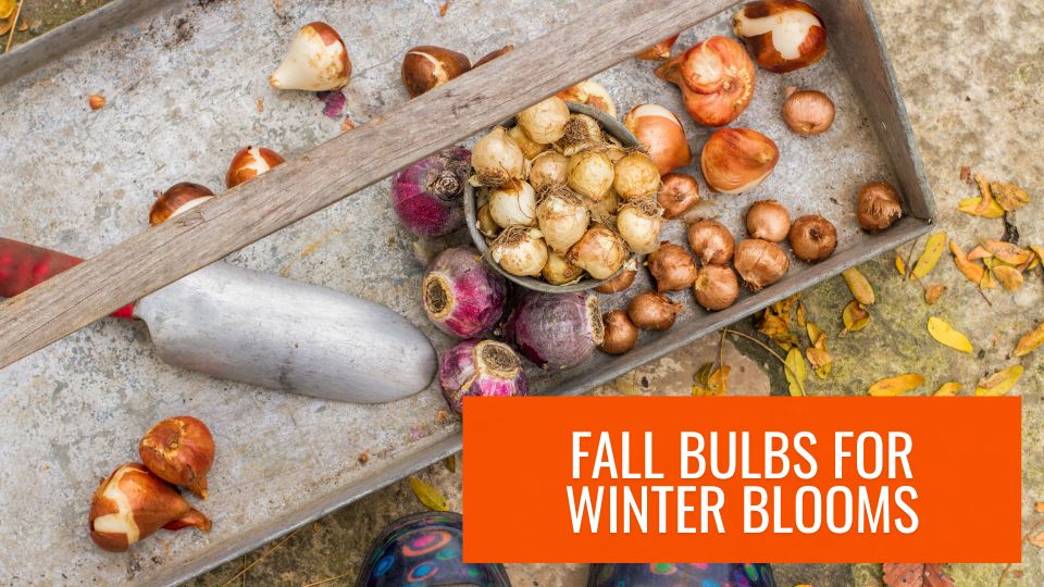Fall Bulbs for Winter Blooms
